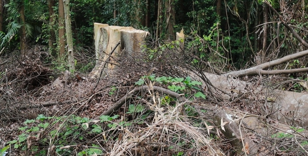 Tree Rash ആയില്യാർക്കാവിലെ മരംമുറി വിവാദം: ദേവസ്വം ഓഫീസിലേക്ക് കുറിച്ച്യ ...