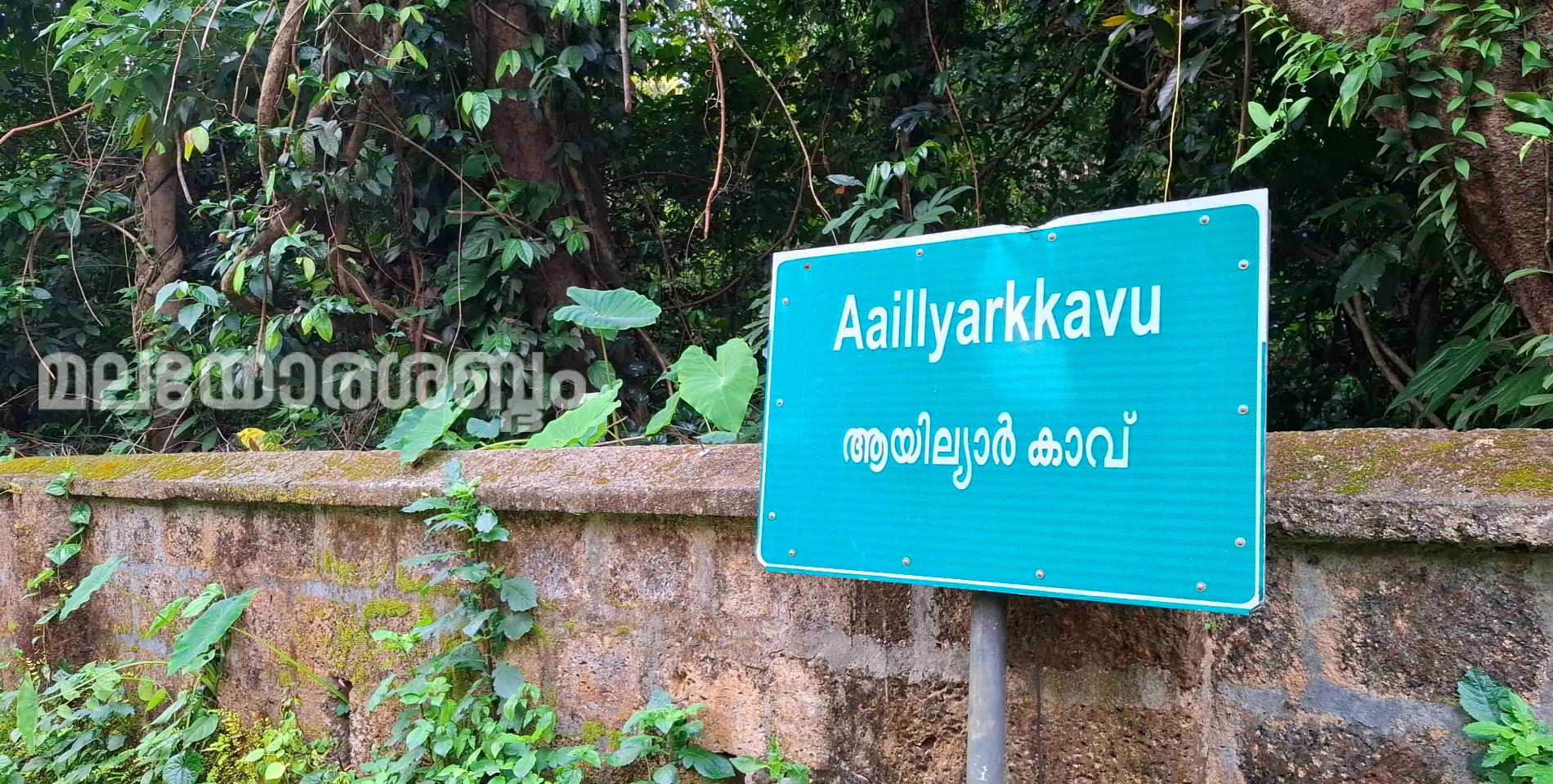 Tree Rash ആയില്യാർ കാവിലെ മരംമുറി വിവാദം: കൊട്ടിയൂർ ദേവസ്വം എക്സിക്യൂട്ടീവ് ഓഫീസ ...