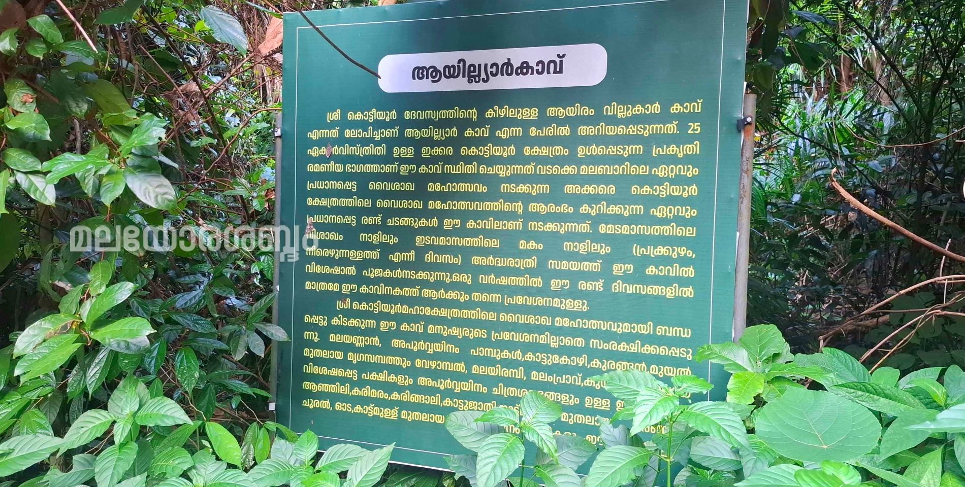 Tree Rash കൊട്ടിയൂർ ആയില്ല്യാർ കാവിലെ മരംമുറിയിൽ സമഗ്ര അന്വേഷണം ആവശ്യപ്പെട്ട് ...